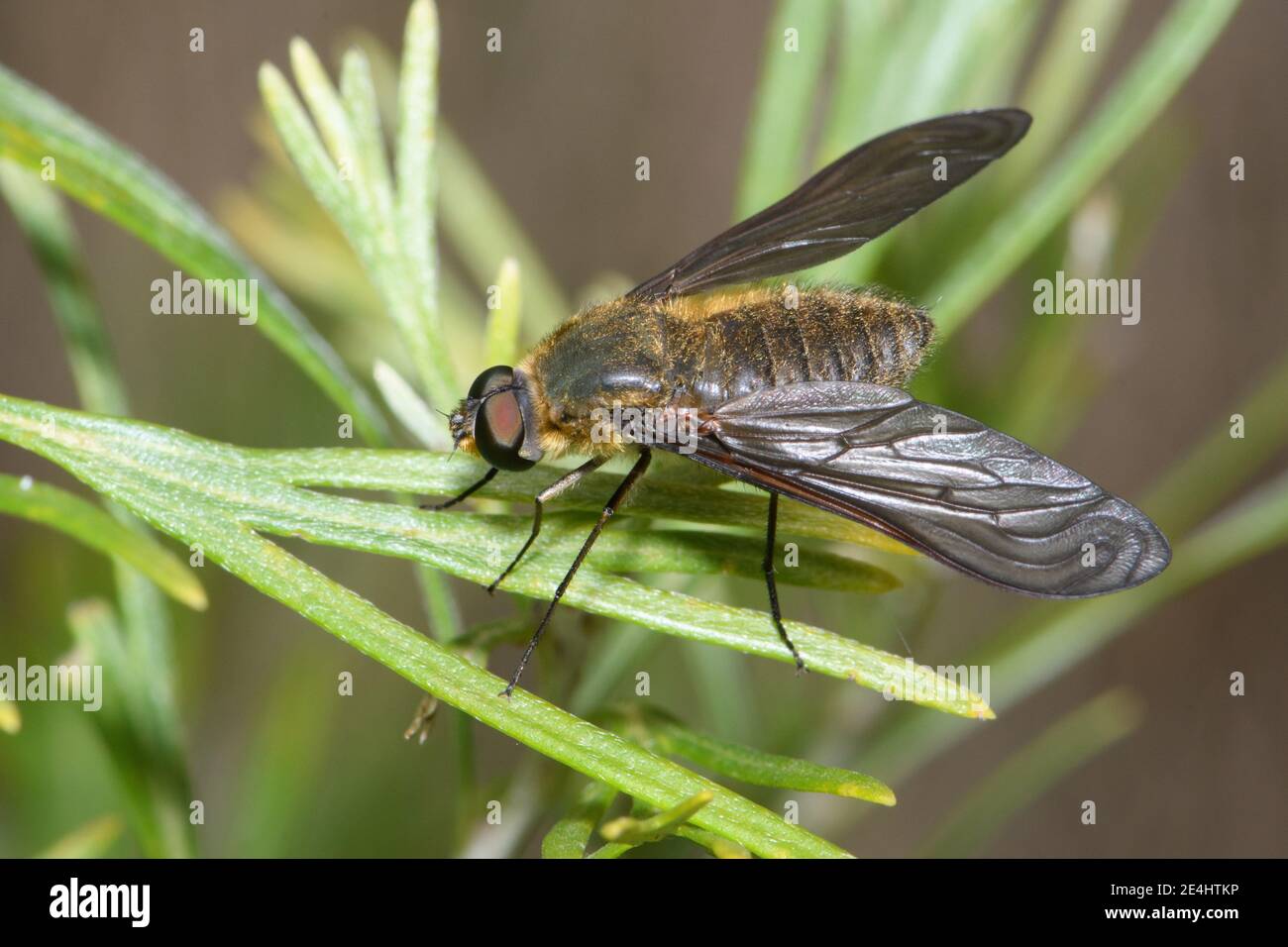 Bee Fly a riposo. Foto Stock