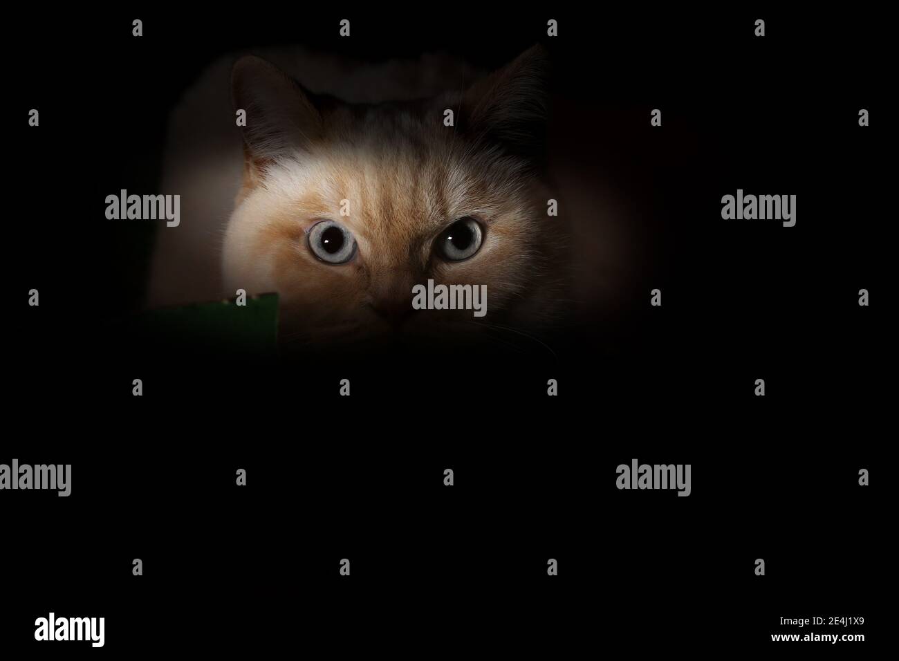 Il gatto inglese si nasconde al buio in vecchie scatole di legno, sembra carino quando nascosto sotto la copertura della notte Foto Stock