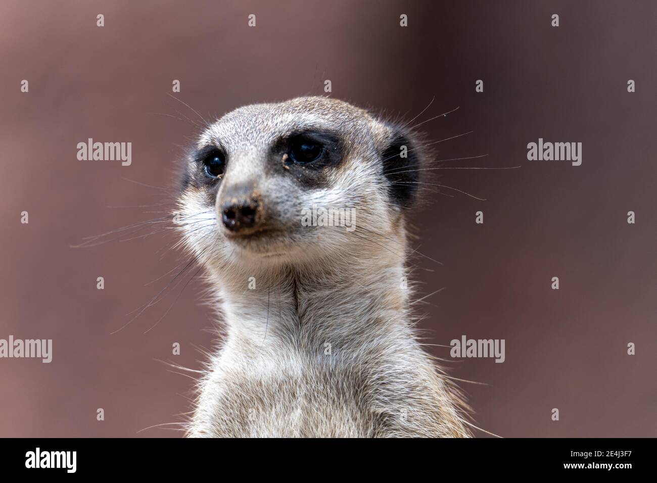 Testa di un meerkat (suricata) in primo piano guardando verso la fotocamera Foto Stock