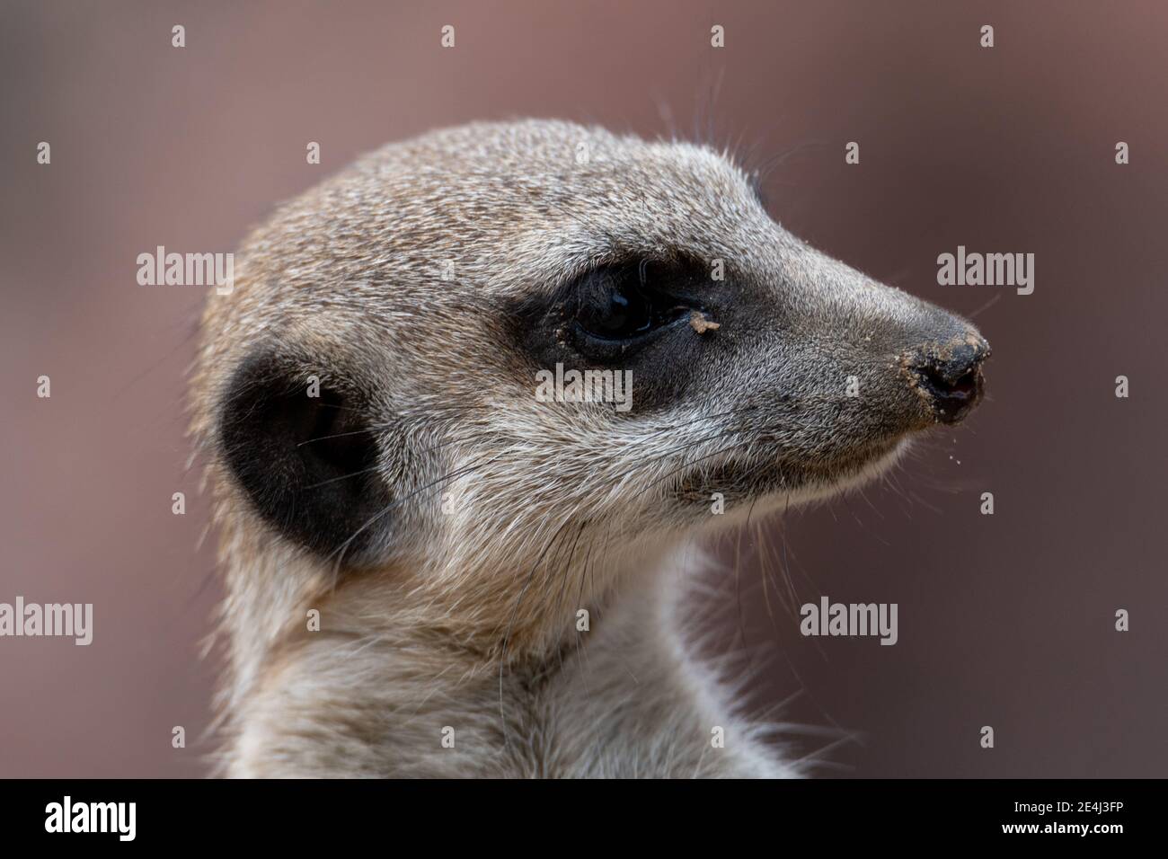 Primo piano Meerkat guardando a destra con la sabbia nel suo occhio e sul naso Foto Stock