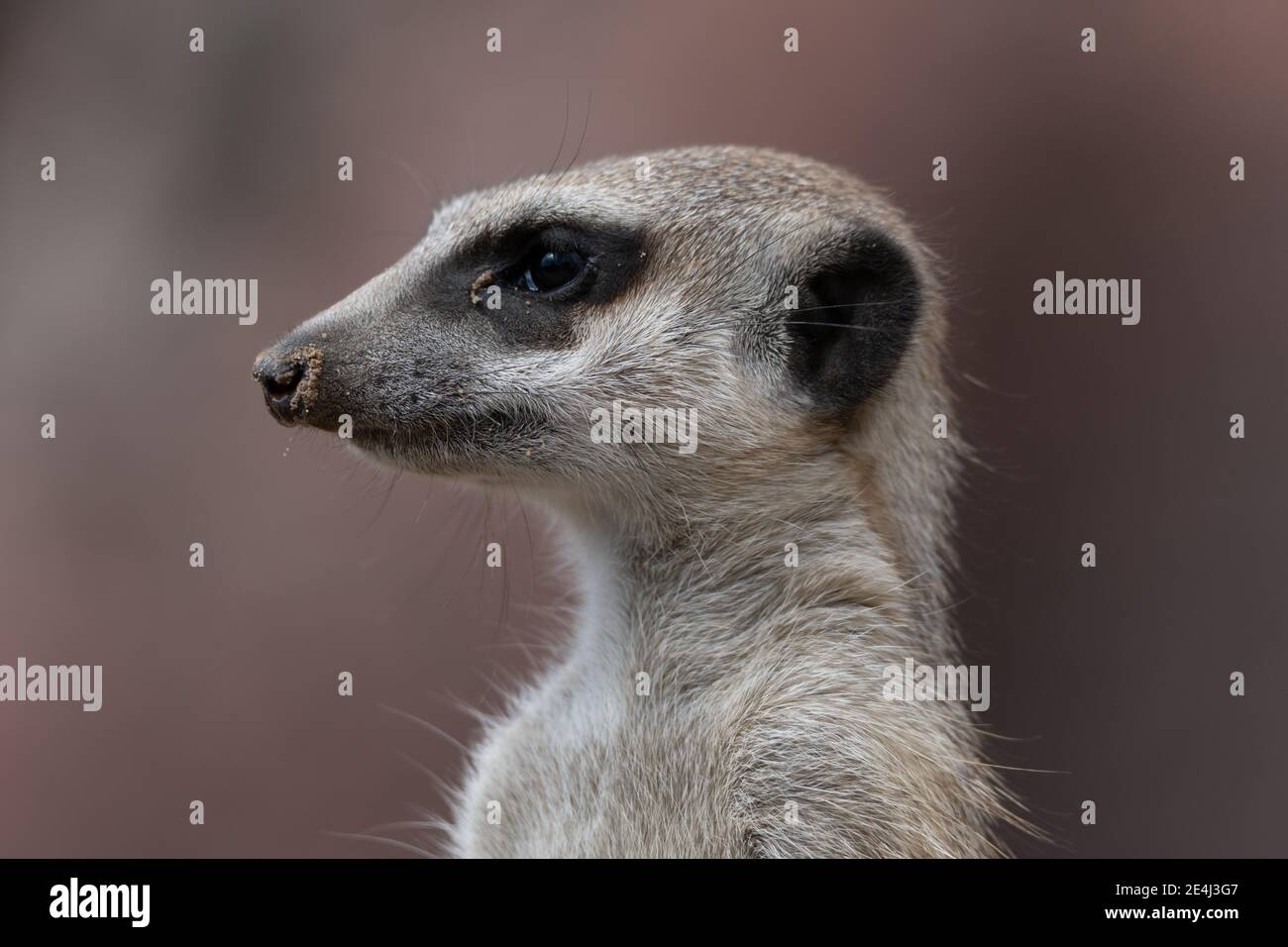 Primo piano di un Meerkat (suricata) che guarda a sinistra, con sabbia sul naso Foto Stock