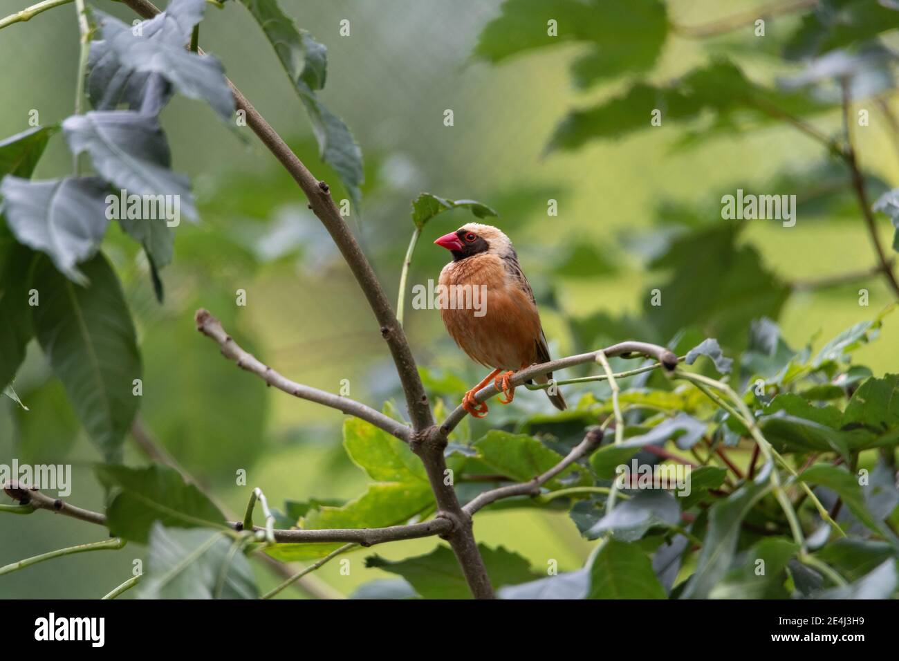 Quelea rossa con becco rosso e testa marrone-nero seduta una filiale Foto Stock