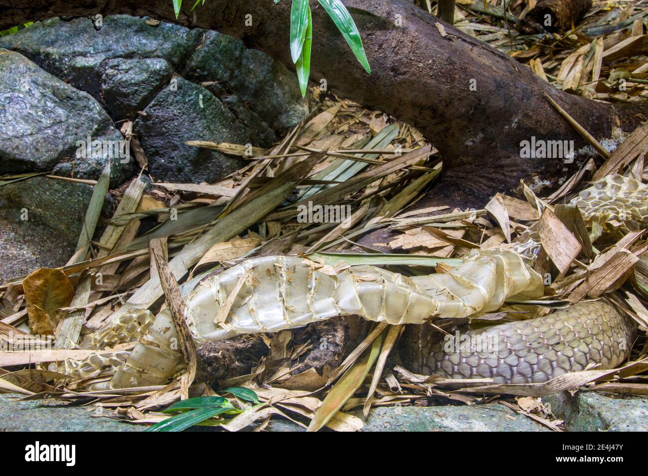 La pelle di serpente capannone del re cobra (Ophiophagus hannah). Un grande endemico elapido alle foreste dall'India al Sud-Est asiatico. Foto Stock