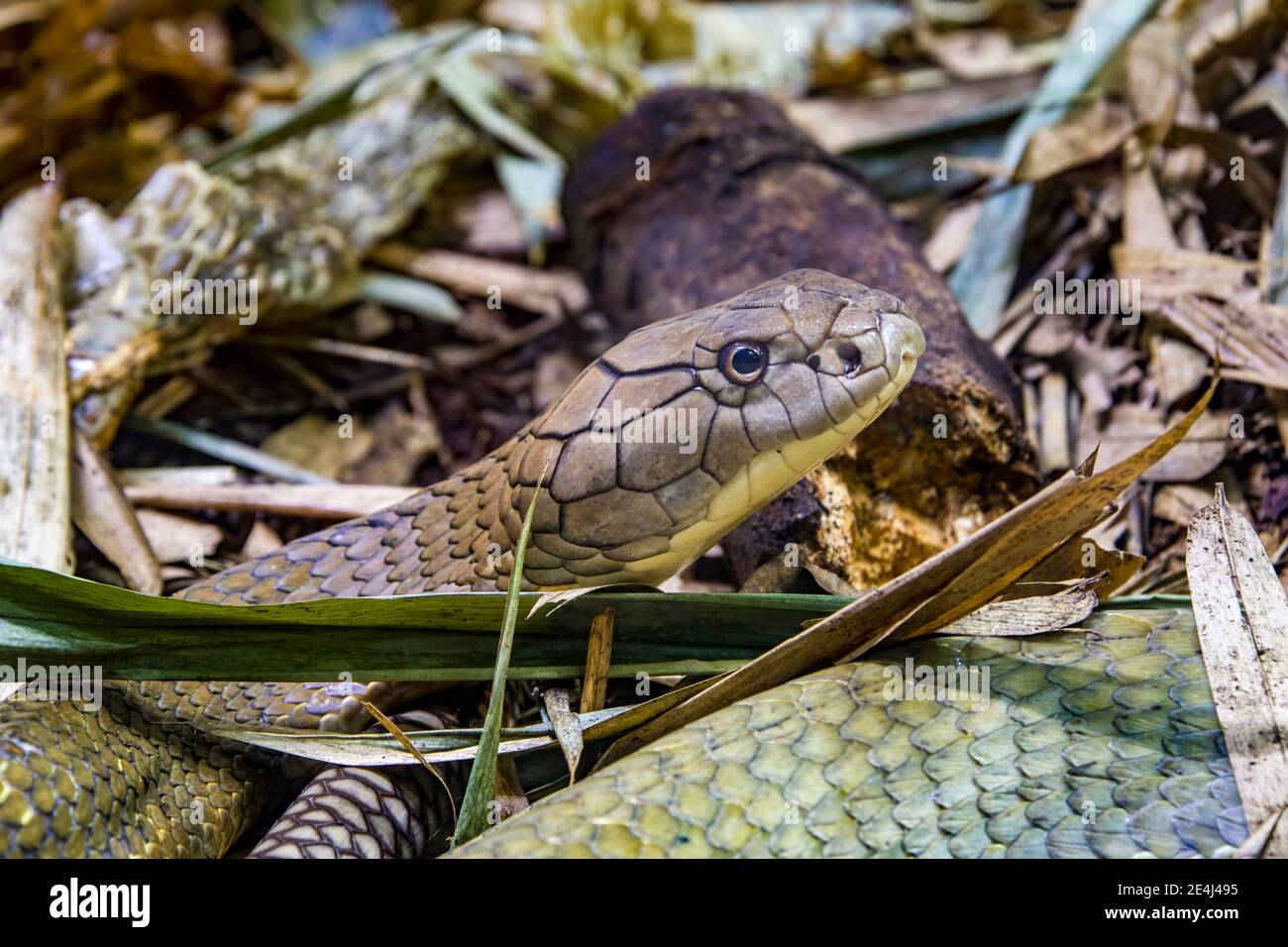 La cobra del re (Ophiophagus hannah) è un grande endemico elapide alle foreste dall'India attraverso l'Asia sudorientale. È il serpente venoso più lungo del mondo. Foto Stock