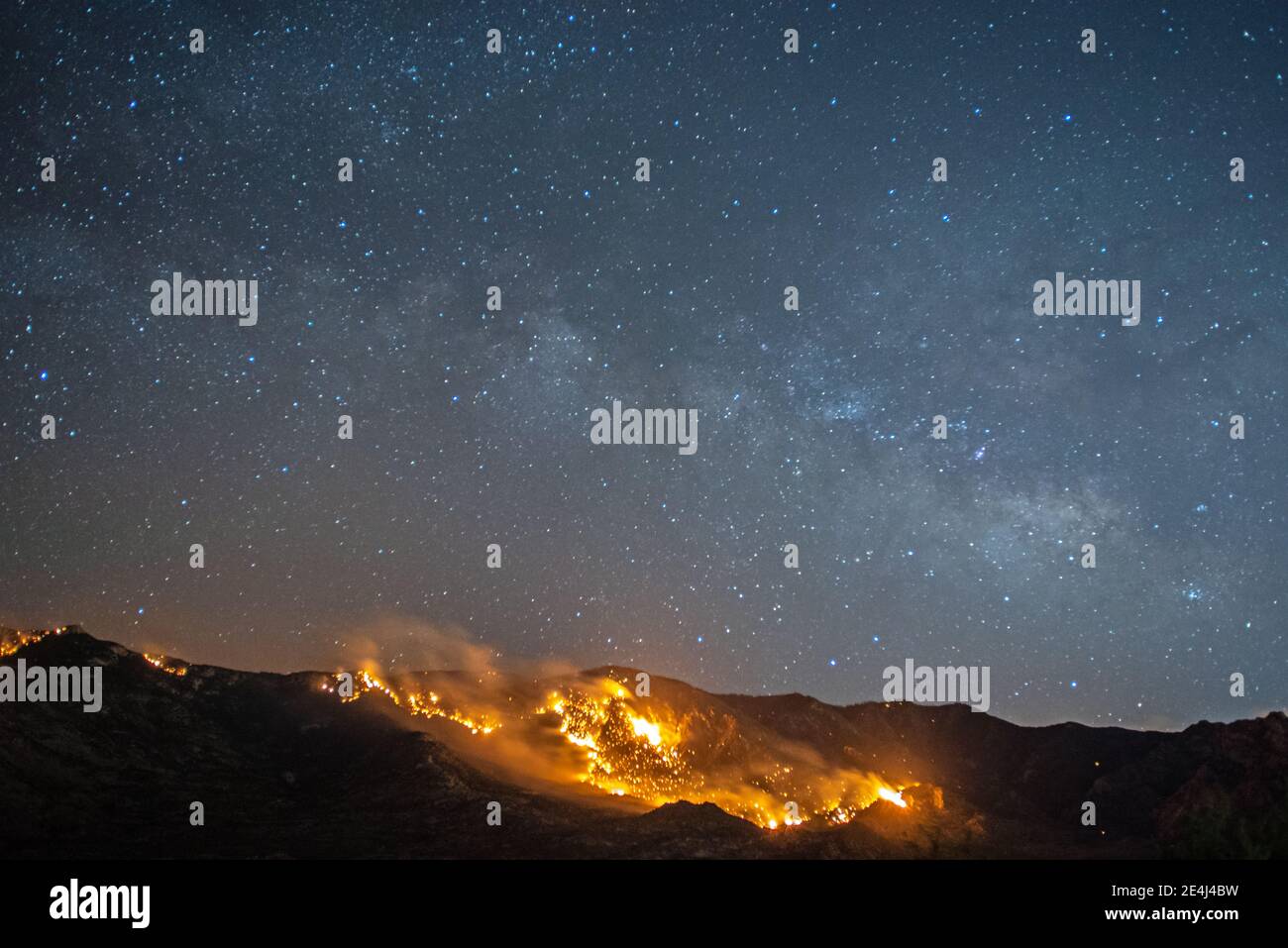 Fuoco selvatico di Bighorn nelle montagne di Santa Catalina Foto Stock