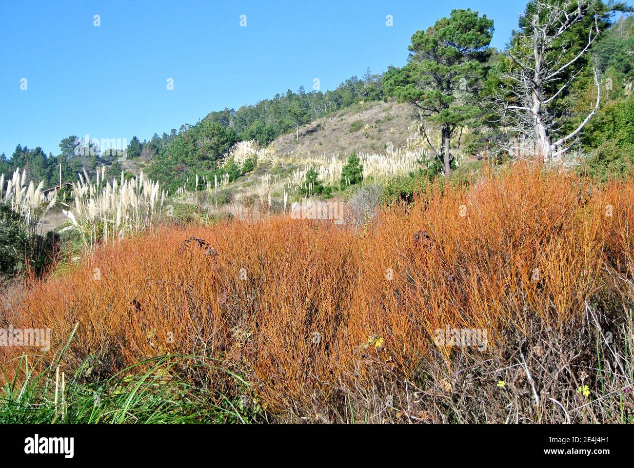 flora invernale lungo la costa della contea di mendocino nella california settentrionale Foto Stock