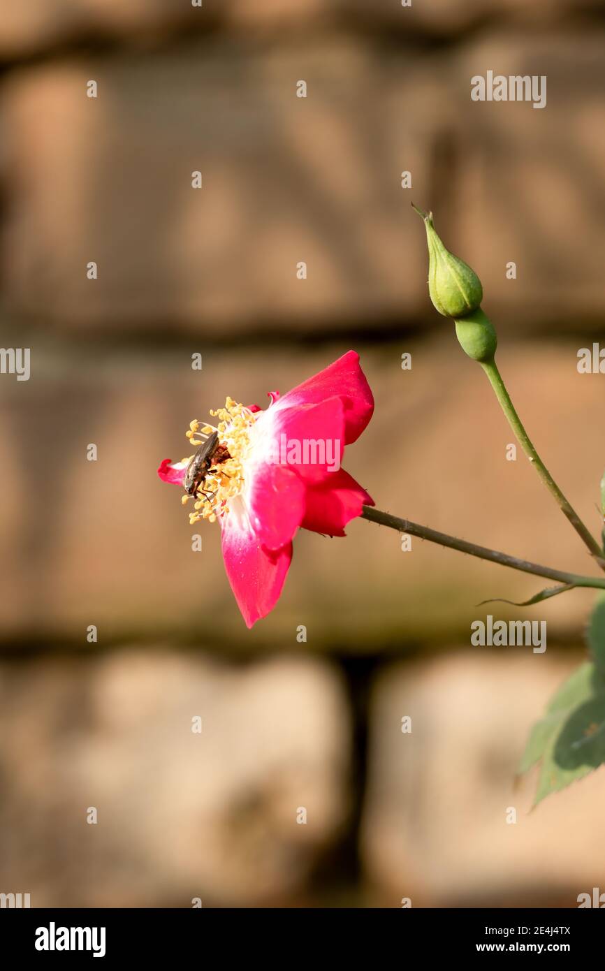 Una rosa rossa fiorita con un insetto seduto su di essa e un germoglio accanto al fiore Foto Stock