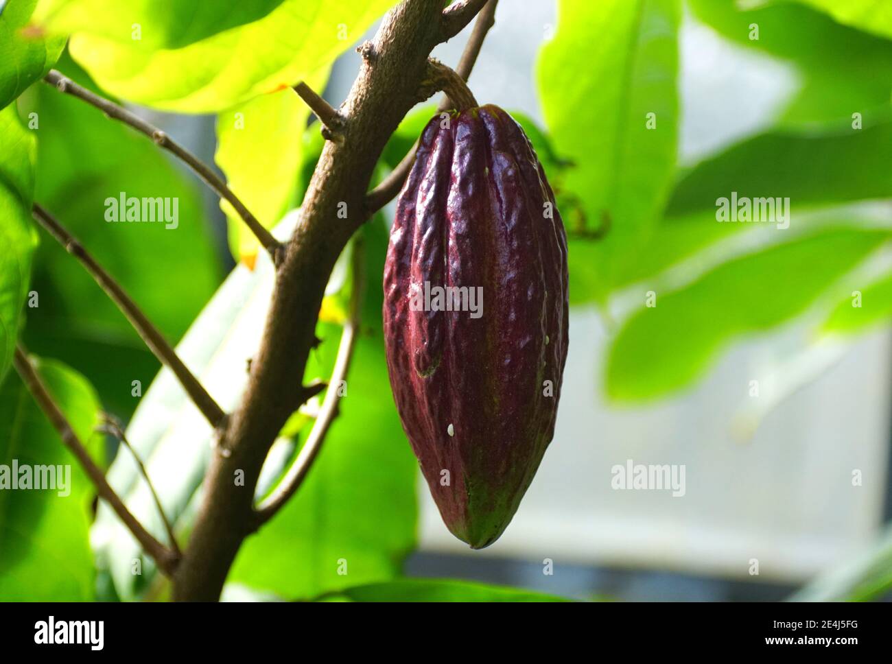 Primo piano di una frutta di cacao marrone sull'albero Foto Stock