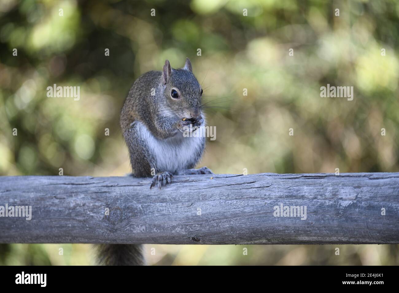 Primo piano Vista di uno scoiattolo che mangia una noce su un Log con sfondo sfocato Foto Stock
