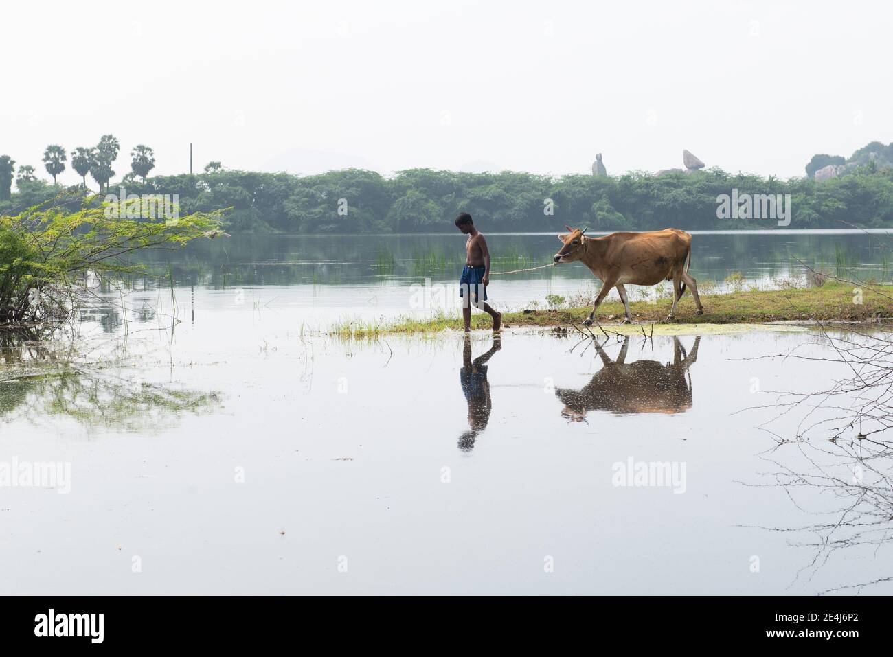 Gingee, Tamil Nadu, India - Gennaio 2021: Un ragazzo che porta una mucca al lago. Foto Stock