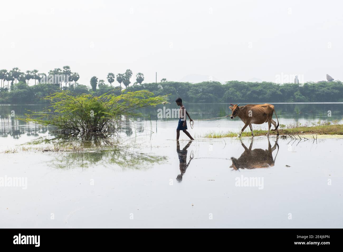 Gingee, Tamil Nadu, India - Gennaio 2021: Un ragazzo che porta una mucca al lago. Foto Stock