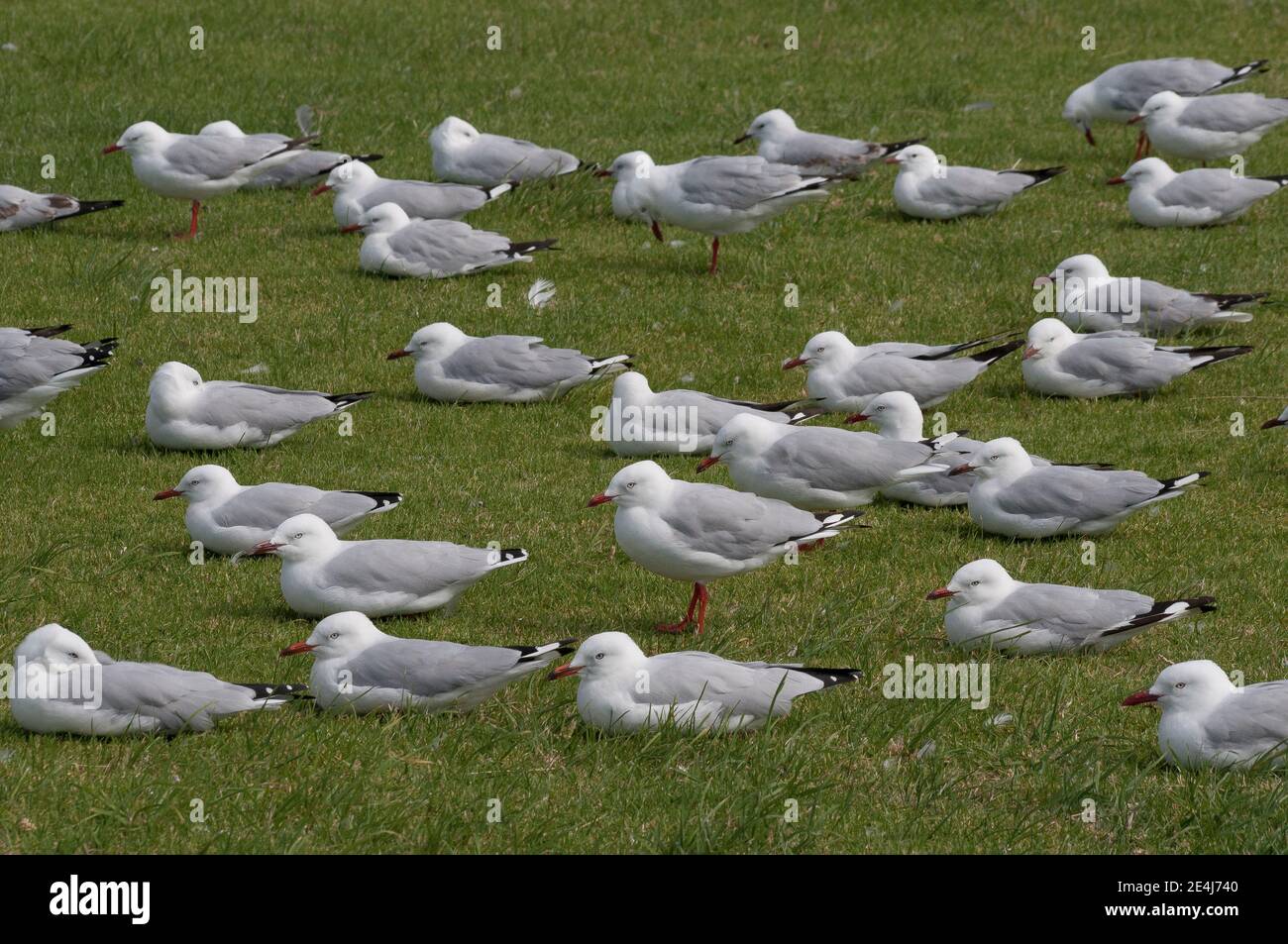 Un gregge di gabbiani di mare a Port Albert, un villaggio di pescatori nel Sud Gippsland, Victoria, Australia Foto Stock