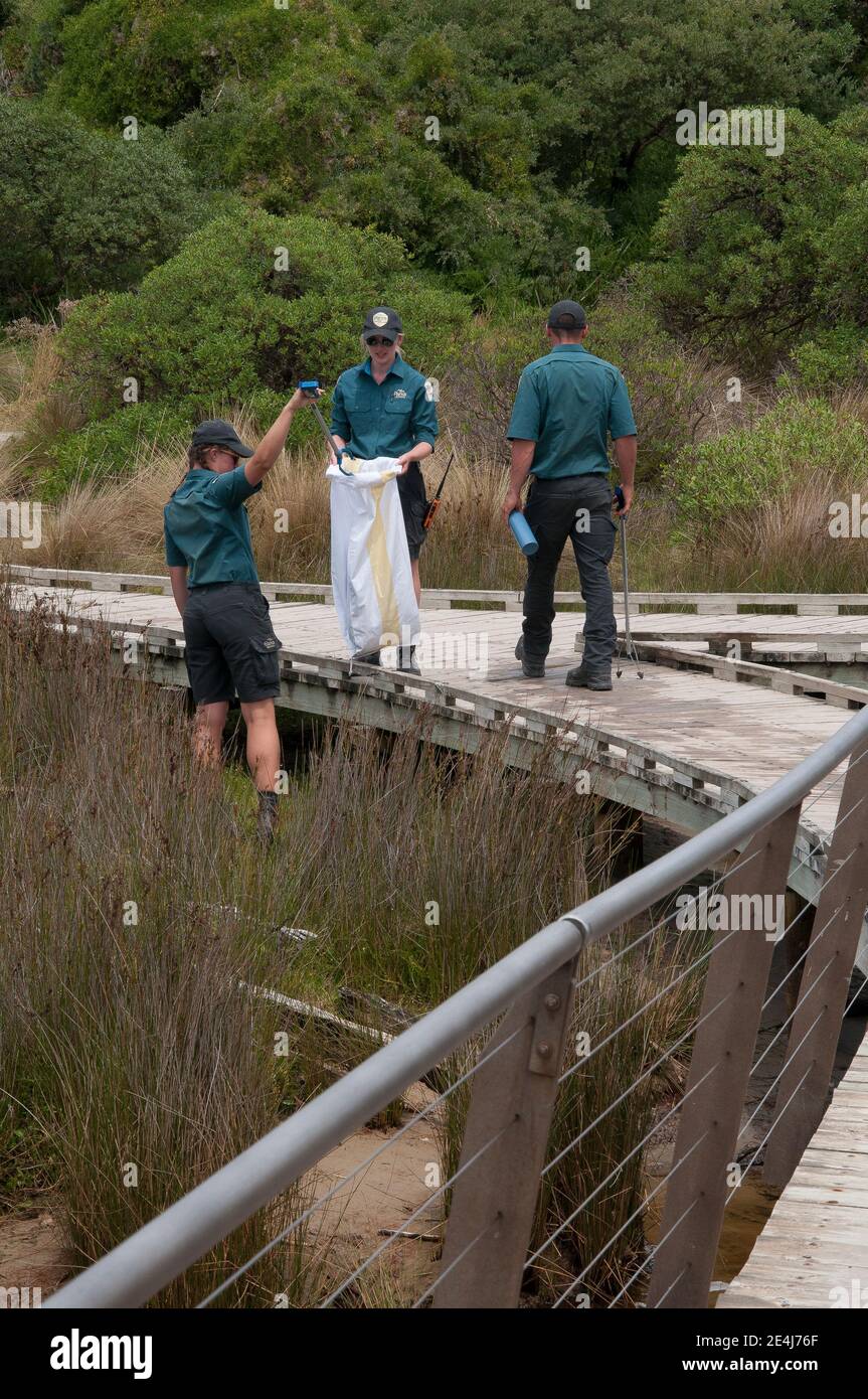 Tirocinanti ranger clearing lettiera al Wilsons Promontory National Park, Victoria, Australia Foto Stock