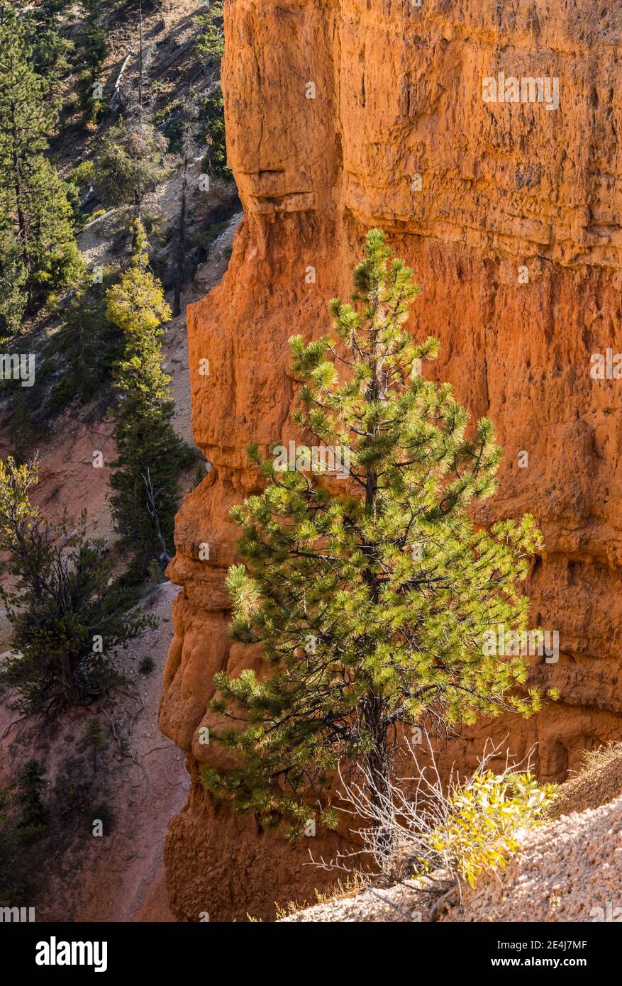 Un albero contro una scogliera di cremisi nel Bryce Canyon National Park, Utah, Stati Uniti. Foto Stock