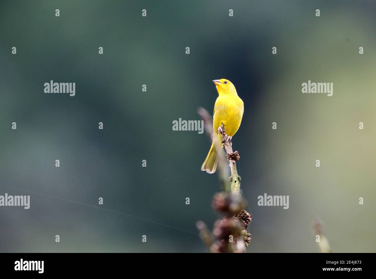 Finch di zafferano (Sicalis flaveola) in Equador Foto Stock