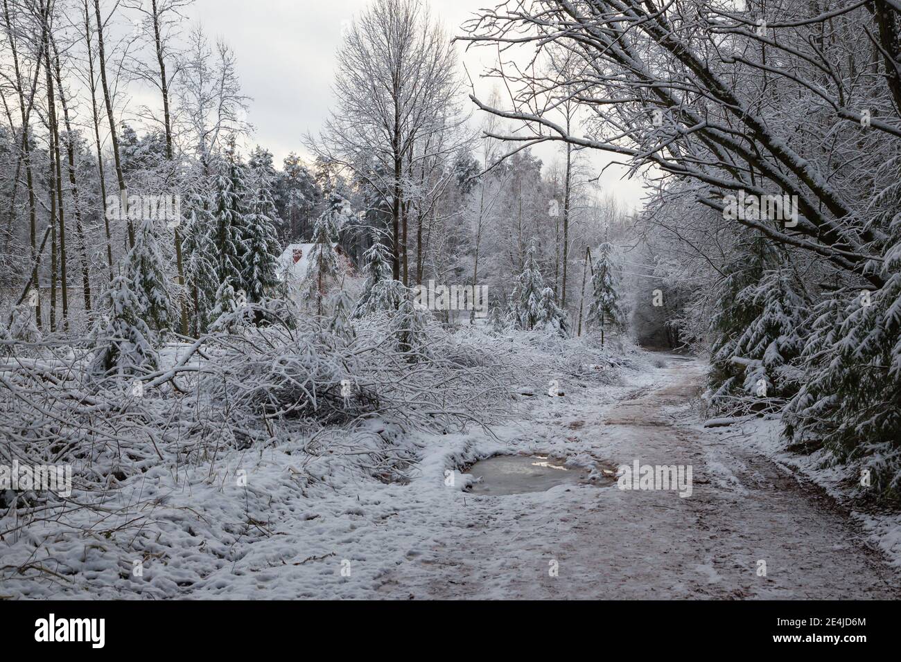 Prima neve nella campagna della Lettonia Foto Stock