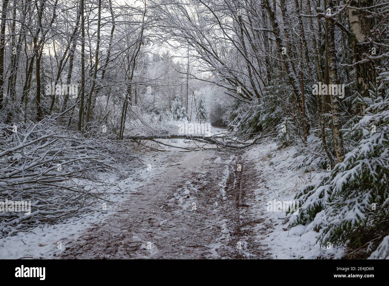 Albero rotto che blocca strada fangosa, la prima ora in Lettonia Foto Stock