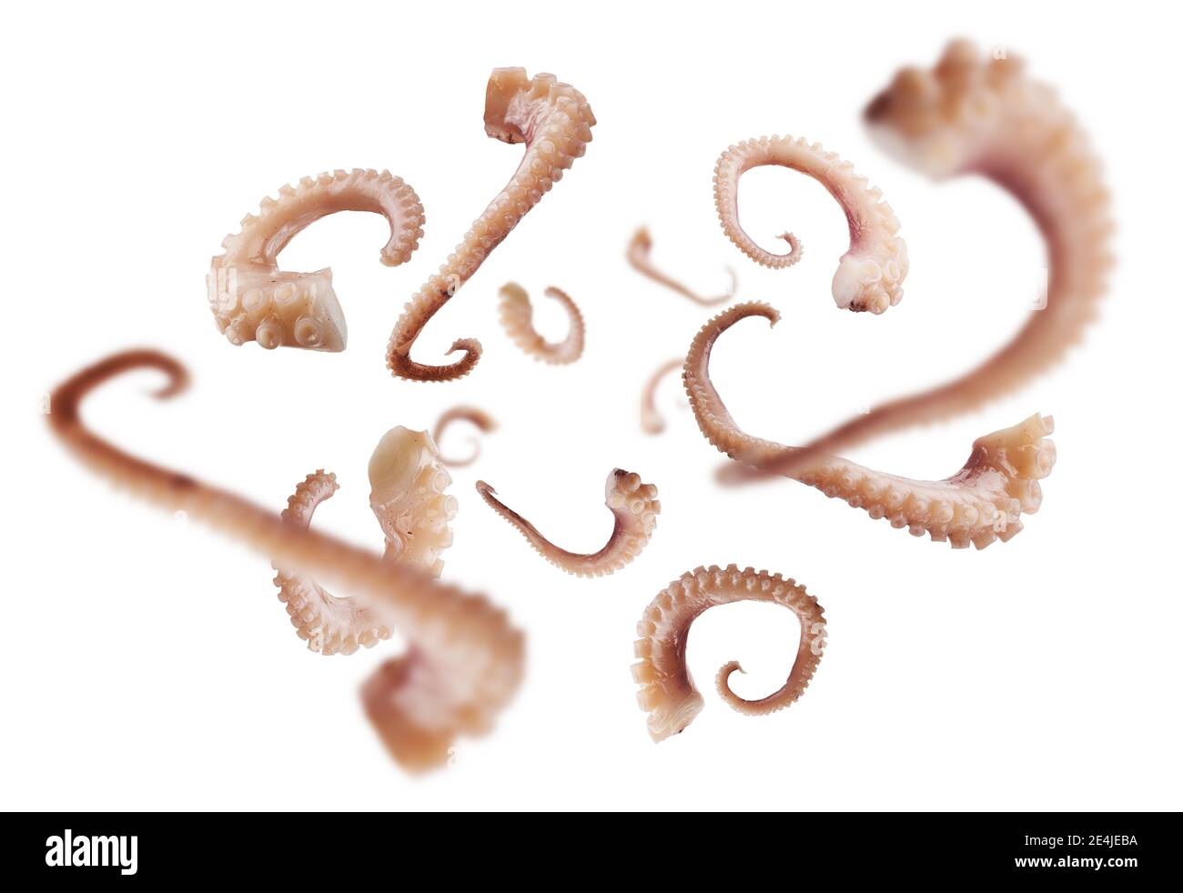 I tentacoli calamari si levitano su uno sfondo bianco Foto Stock