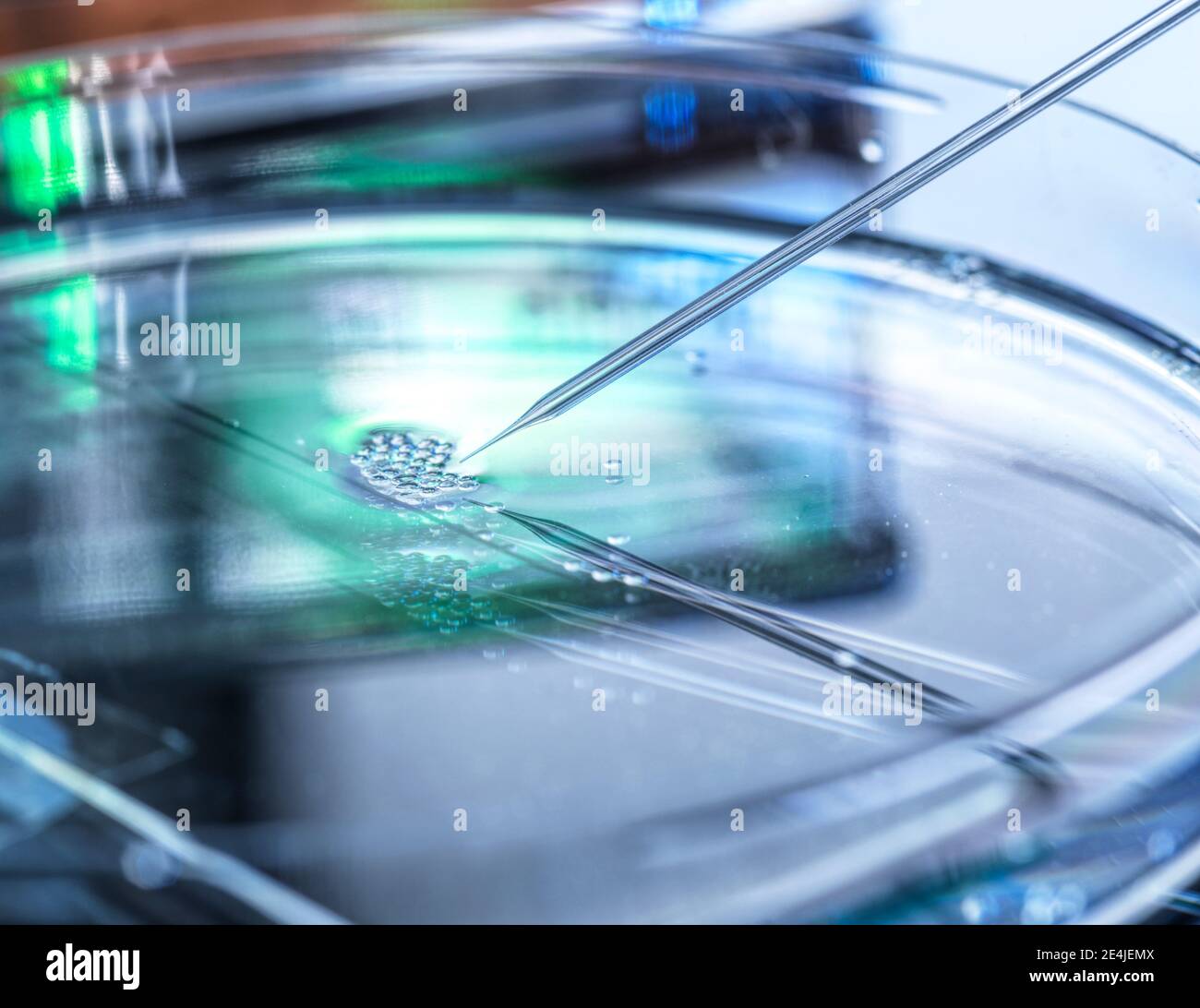 Ricerche scientifiche sul trasferimento nucleare in corso su più cellule staminali embrionali utilizzate nella clonazione e nella modificazione genetica Foto Stock