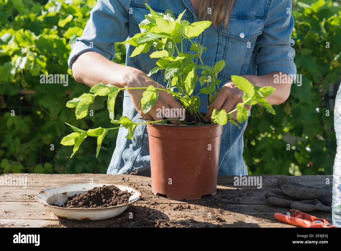 Donna mid adulta in denim vestito trapiantando menta piperita in vaso pianta in giardino Foto Stock