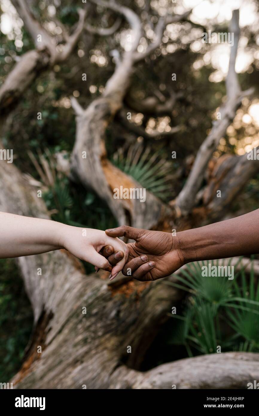 Primo piano di uomo che tiene le mani di donna alla foresta Foto Stock
