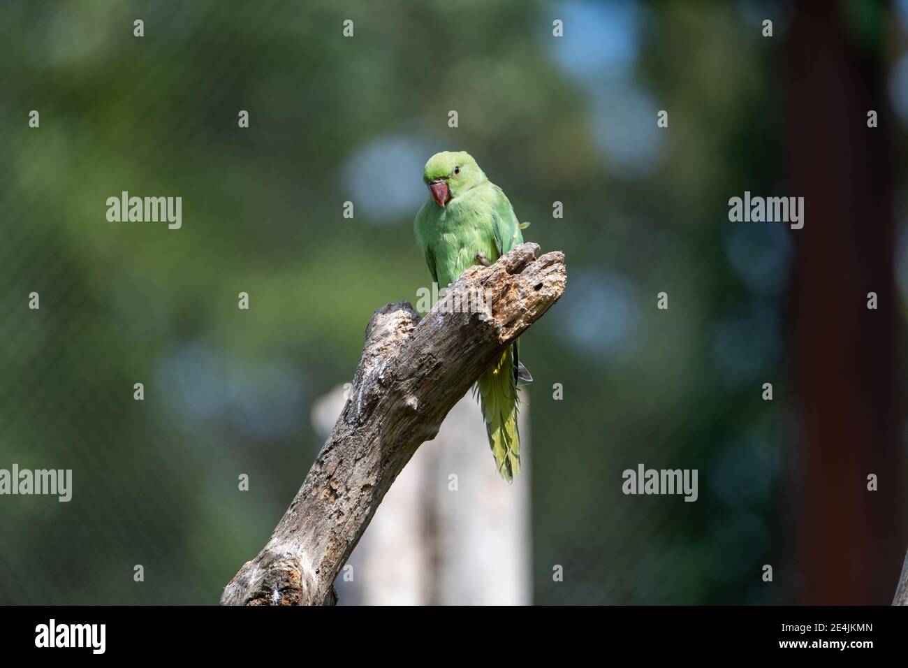 Parakeet (Psittacula krameri) con anello di rosa seduto su un ramo di albero di legno Foto Stock