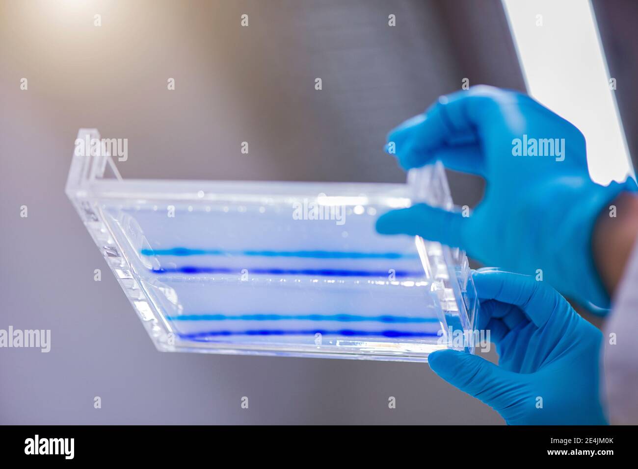 Lo scienziato tiene il gel di sequenziamento del DNA in un vassoio di vetro in laboratorio Foto Stock