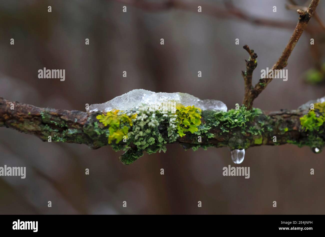 Ghiaccio che si fonde su ramificazione coperta di lichene Foto Stock