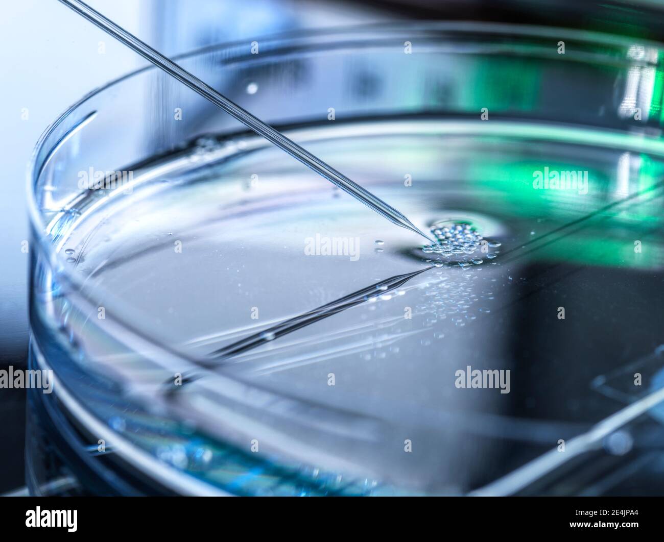 Trasferimento nucleare effettuato su diverse cellule staminali embrionali utilizzato in laboratorio per la clonazione e la modificazione genetica Foto Stock