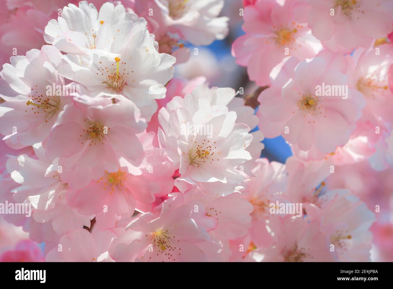 Fioritura ornamentale dei ciliegi in primavera, Svizzera Foto Stock