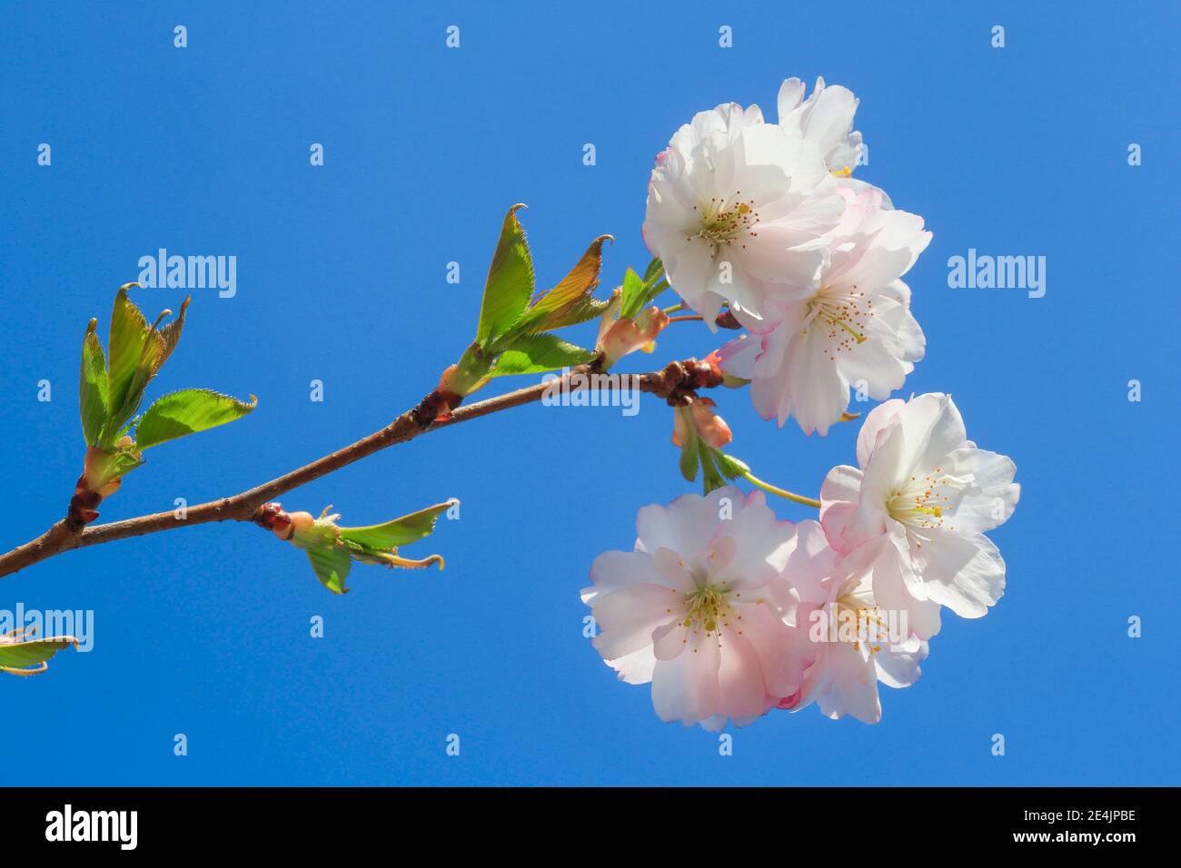 Fioritura ornamentale dei ciliegi in primavera, Svizzera Foto Stock