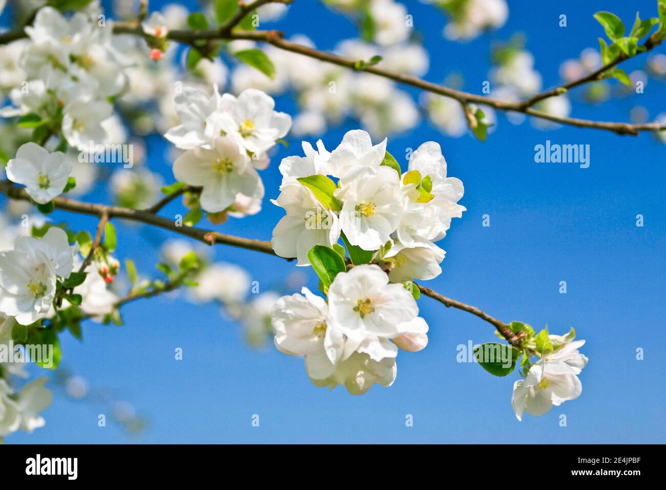 Albero di mele in fiore, fiori di mela, primavera, Oetwil am See, Zurigo, Svizzera Foto Stock