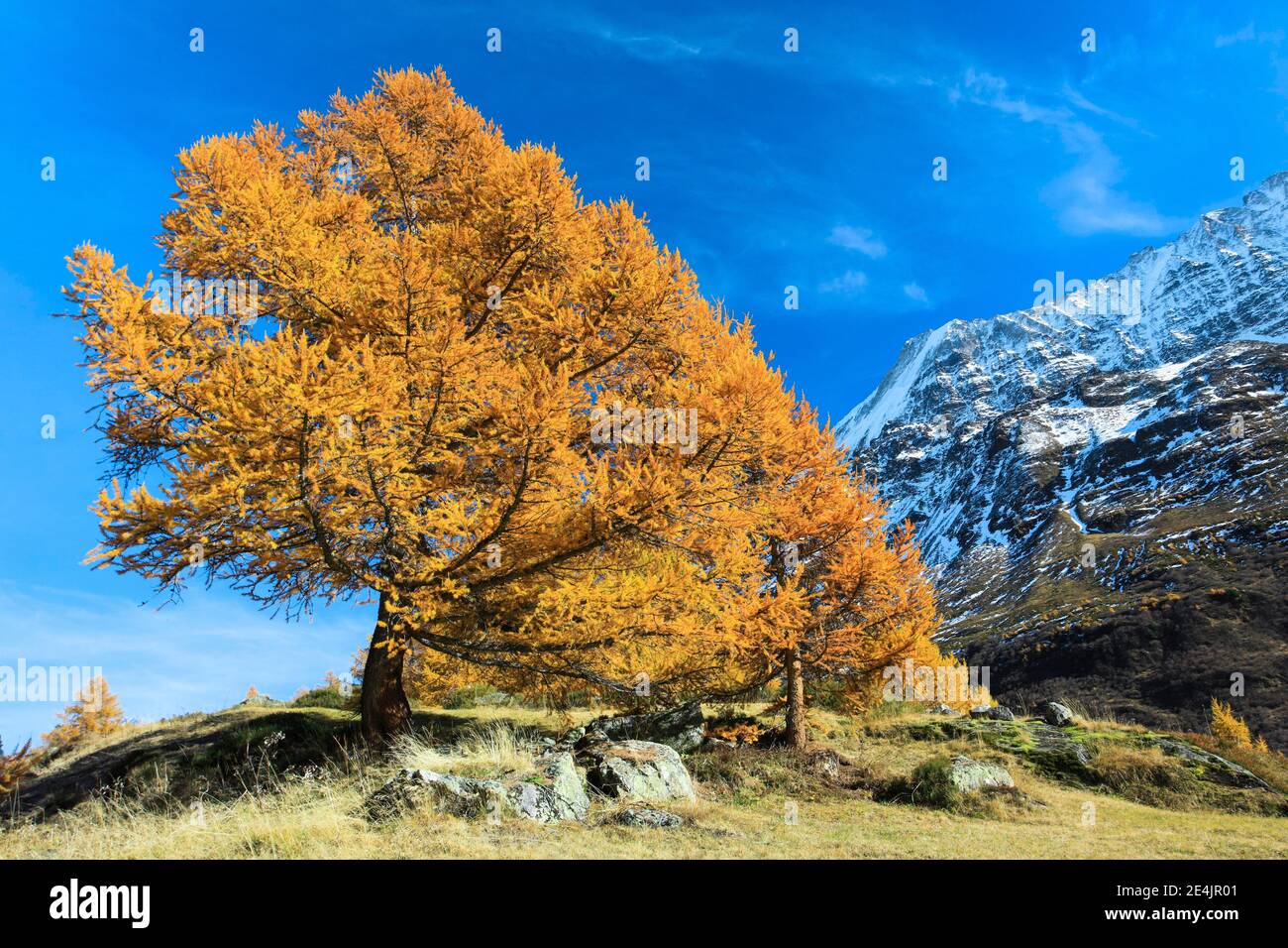Laerchenwald, Vallese, Svizzera Foto Stock
