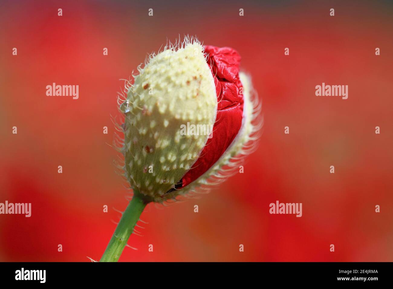 Gossip papavero (Papaver rhoeas), Svizzera Foto Stock