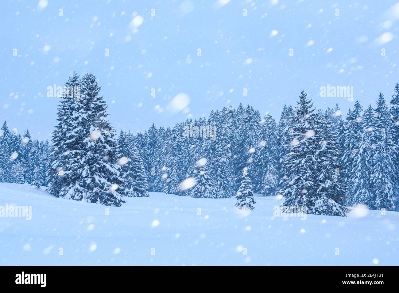Abeti innevati durante la nevicata, Svizzera Foto Stock