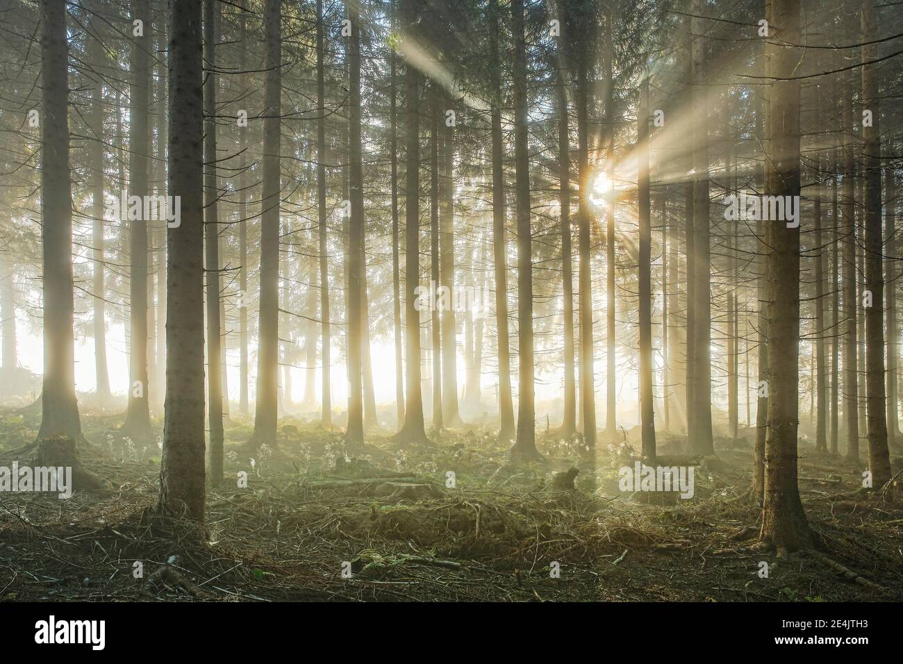 Foresta con cialde di nebbia, Schwyz, Svizzera Foto Stock