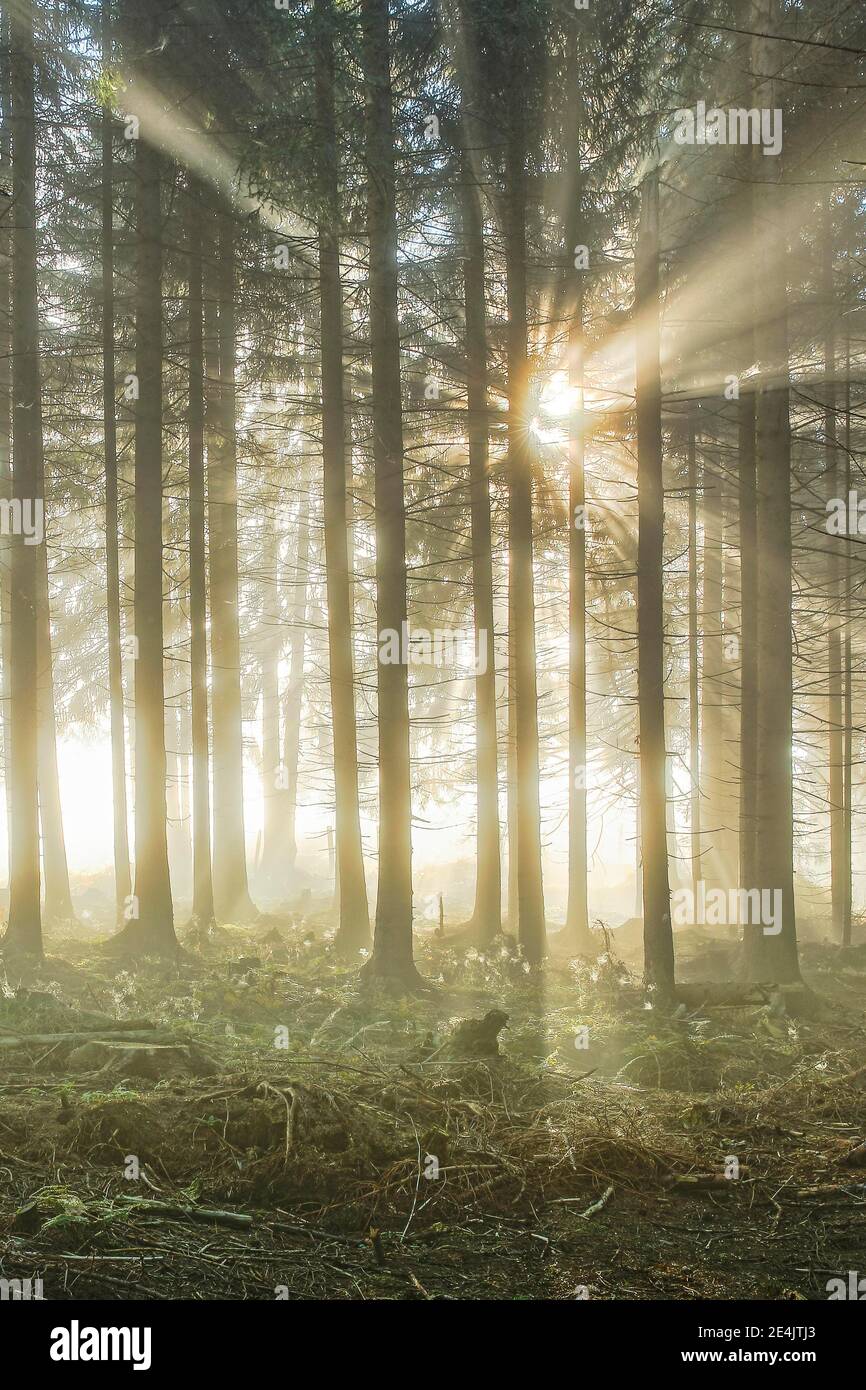 Foresta con cialde di nebbia, Schwyz, Svizzera Foto Stock