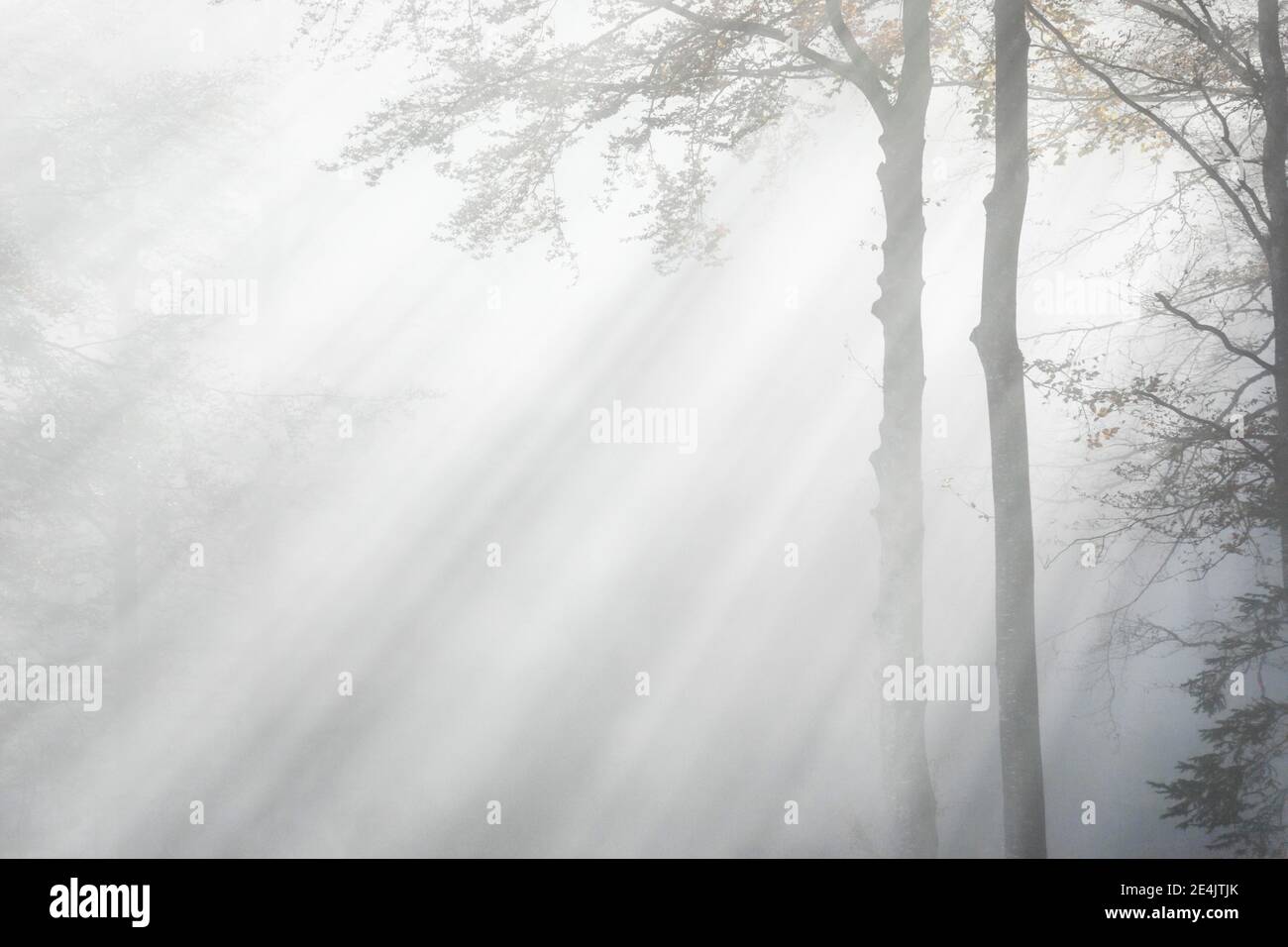 Faggeta e nebbia, Svizzera Foto Stock