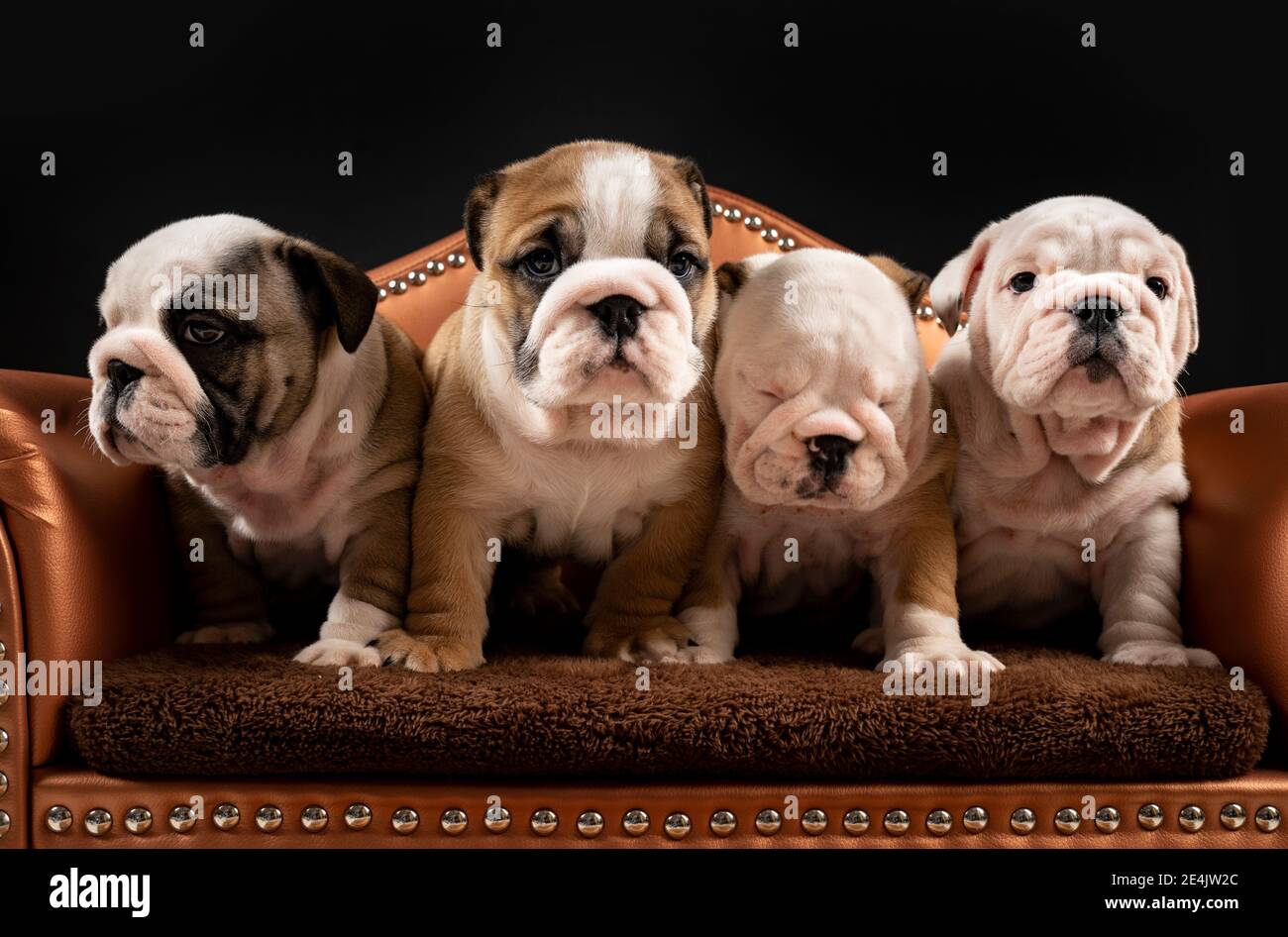 Ritratto di quattro cuccioli di Bulldog inglesi in piedi insieme in poltrona Foto Stock