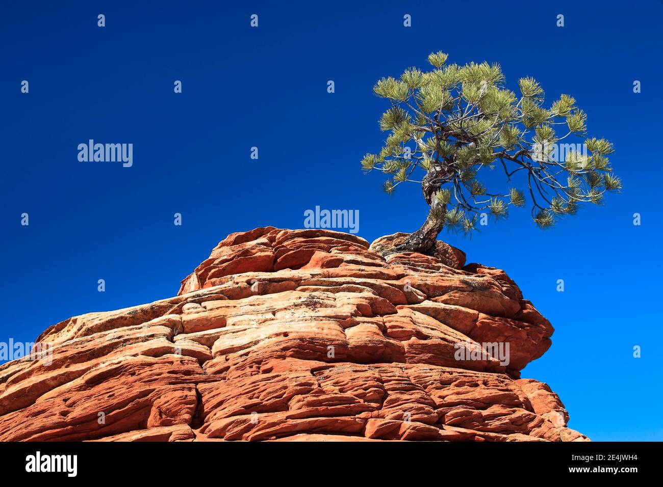 Pino giallo, Pino d'Oro, Pino Ponderosa (Pinus Ponderosa), Pino Ponderosa, albero gnarlato su torre di arenaria, Parco Nazionale di Zion, Utah, USA Foto Stock