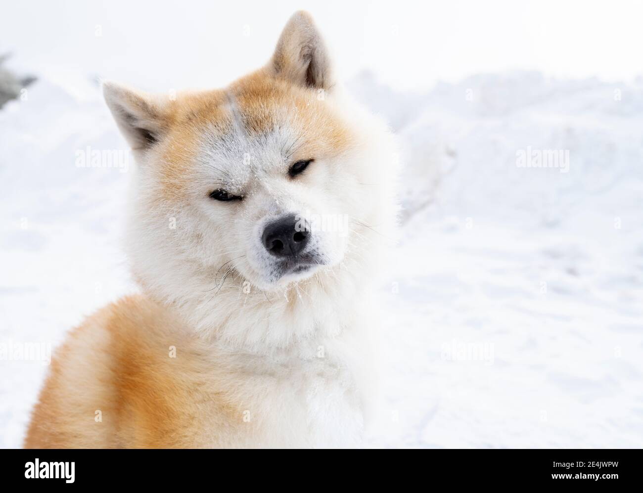 Akita inu cane in piedi sulla neve Foto Stock