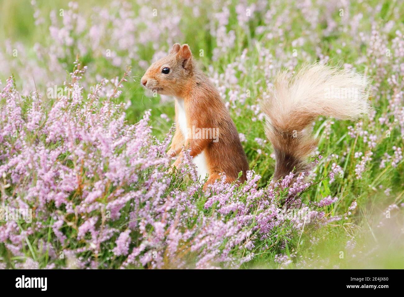 Red scoiattolo (Sciurus vulgaris) Foto Stock