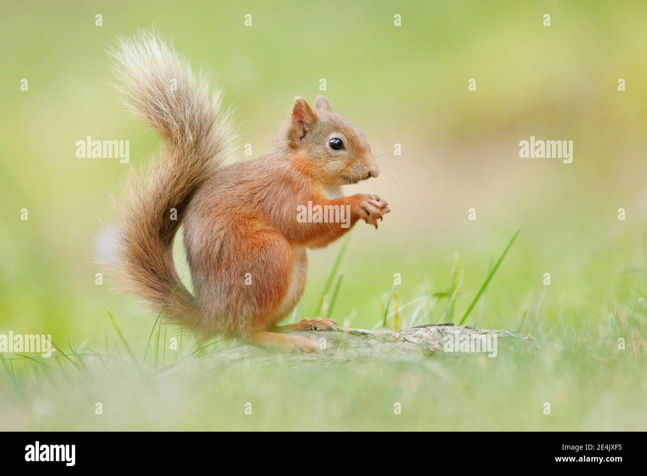 Red scoiattolo (Sciurus vulgaris) Foto Stock