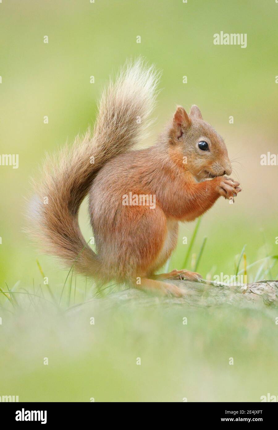 Red scoiattolo (Sciurus vulgaris) Foto Stock