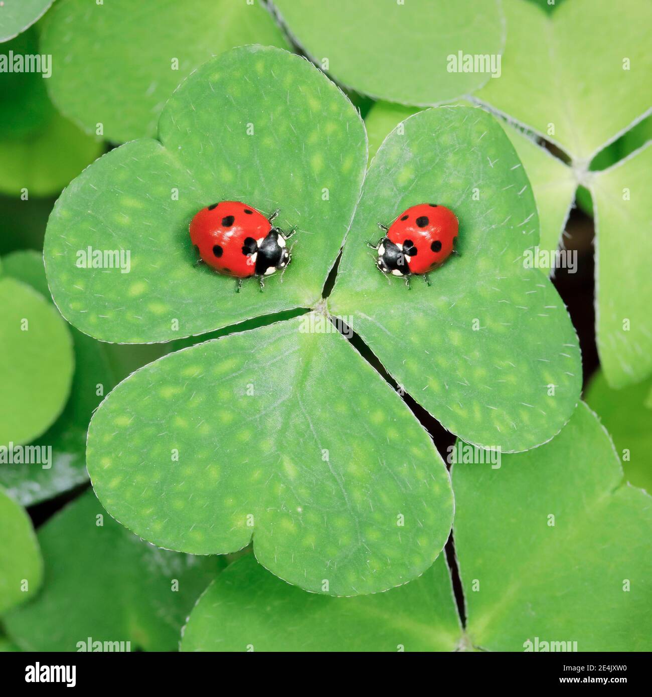 Sette-spot ladybird sul trifoglio, Svizzera Foto Stock