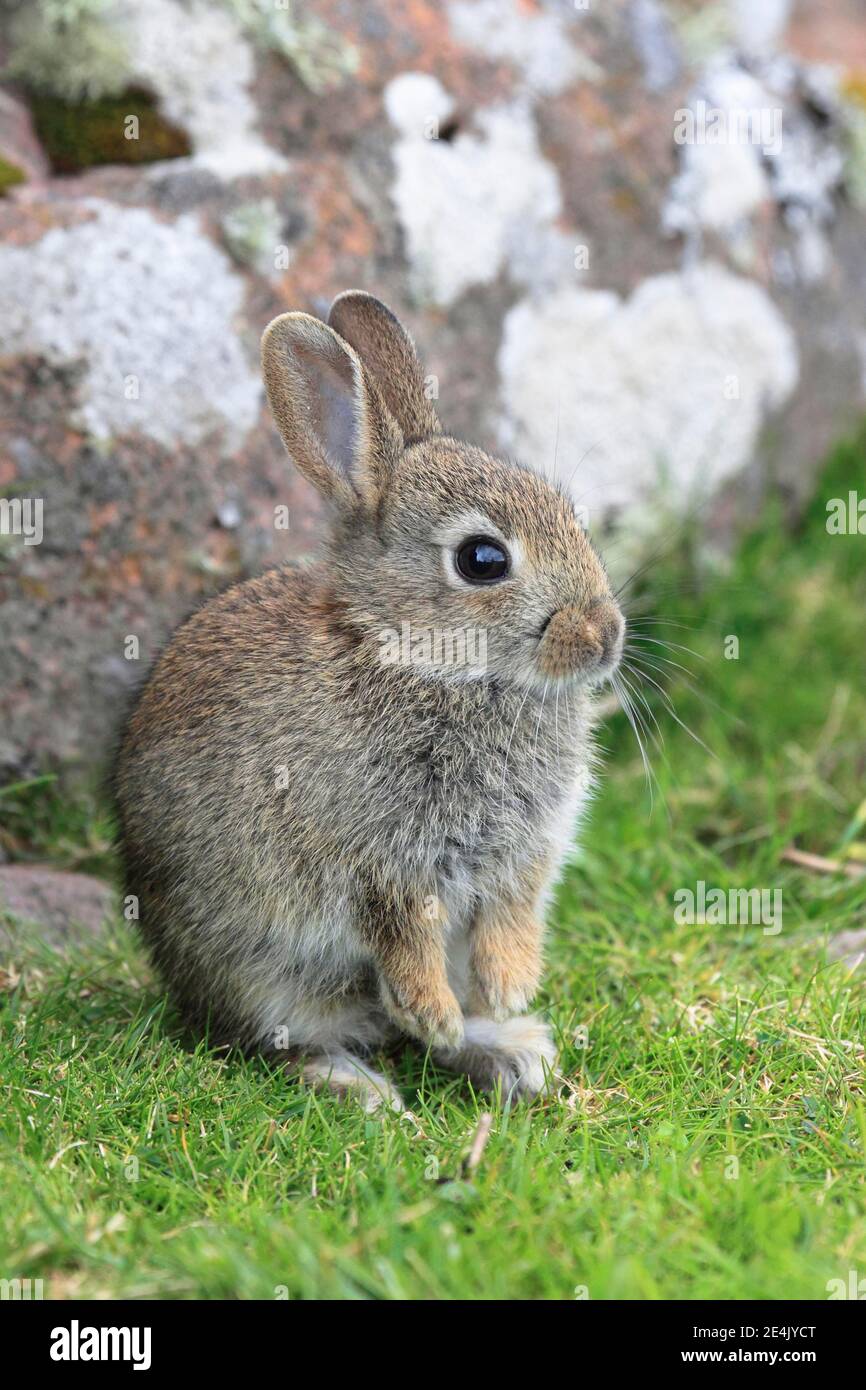 Coniglio, Oriclolago (cunicolo), Scozia, Gran Bretagna Foto Stock