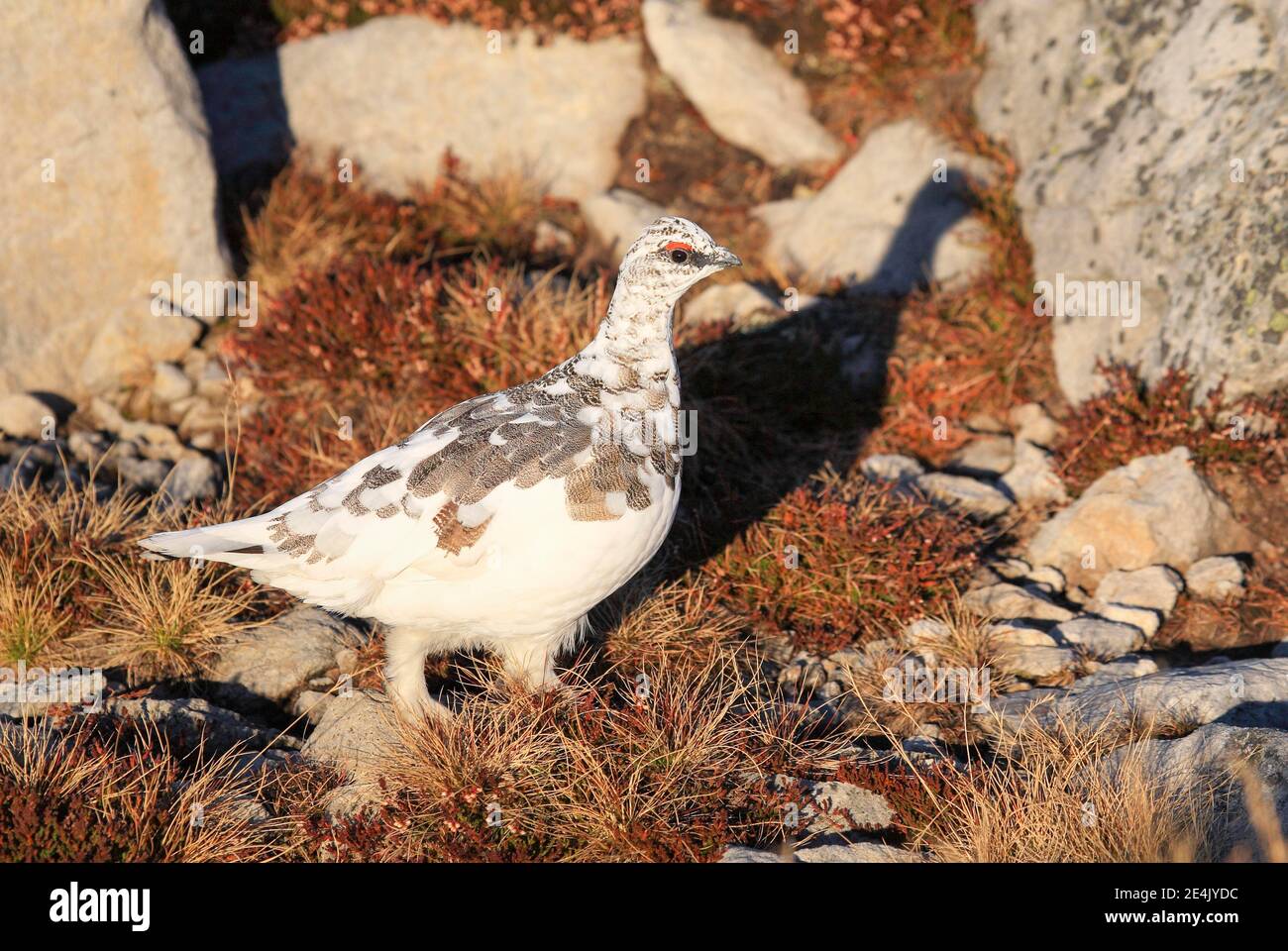 Rock Ptarmigan (Lagopus muta), uomo adulto in inverno piumaggio in montagna al Niederhorn, Oberland Bernese, Svizzera Foto Stock