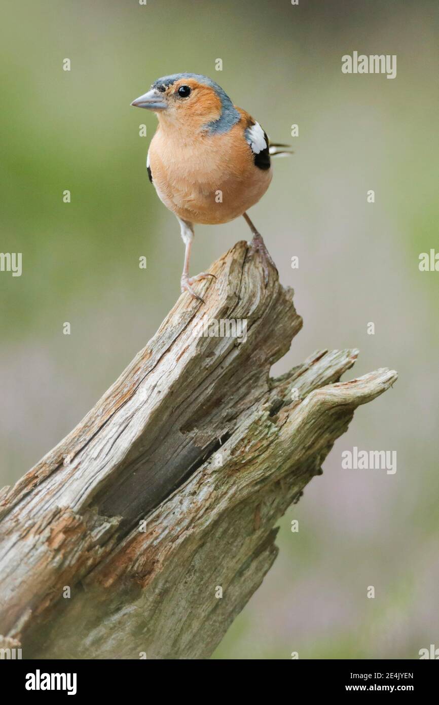 (Fringuello Fringilla coelebs) Foto Stock