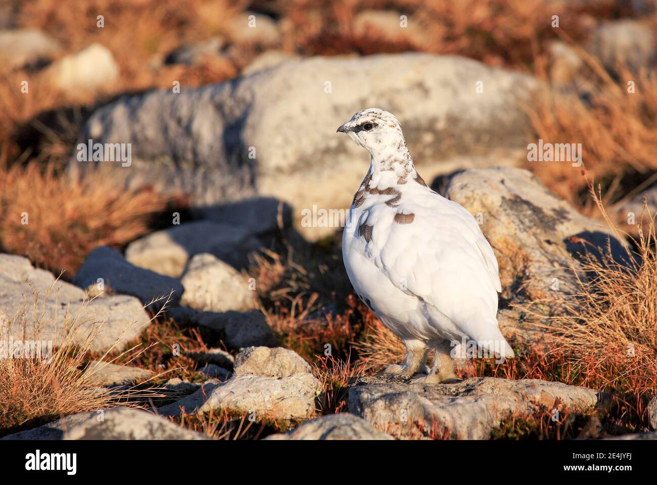 Rock Ptarmigan (Lagopus muta), uomo adulto in inverno piumaggio in montagna al Niederhorn, Oberland Bernese, Svizzera Foto Stock