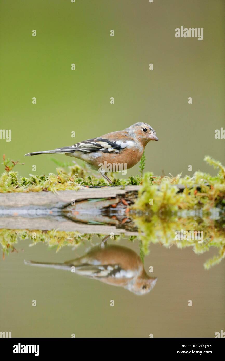 (Fringuello Fringilla coelebs) Foto Stock